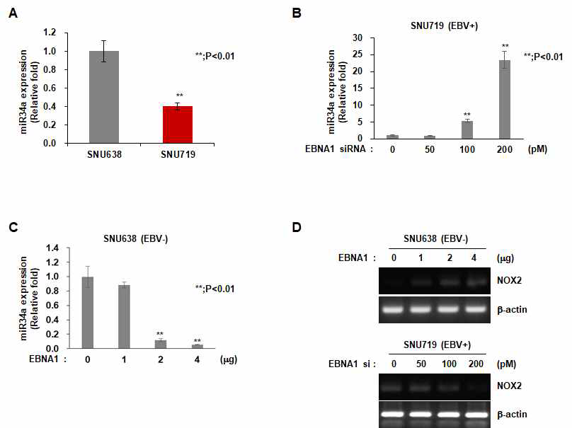 EBV 양성 SNU719세포와 EBV 음성 SNU638세포사이의 발현차이가 현저한 miR34a 의 발현이 대표적 EBV gene인 EBNA1의 발현 증감에 따른 miR34a의 발현과 NOX2 발현 변화와의 연관성 확인