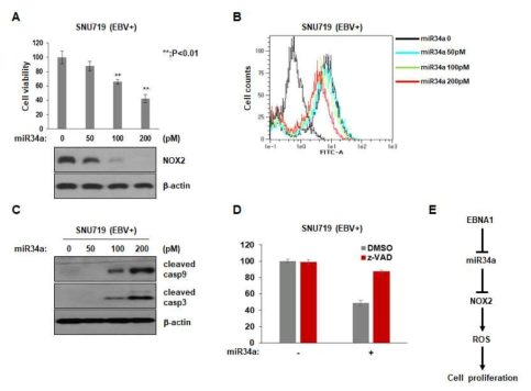 EBV 양성 SNU719세포에서 miR34a transfection에 따른 세포자멸사 유도와 기전 규명