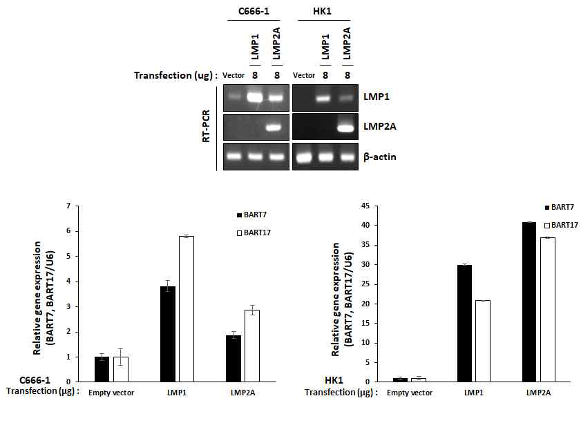 MicroRNA BART7 and BART17 in NPC cell lines after LMP1 or LMP2A transfection