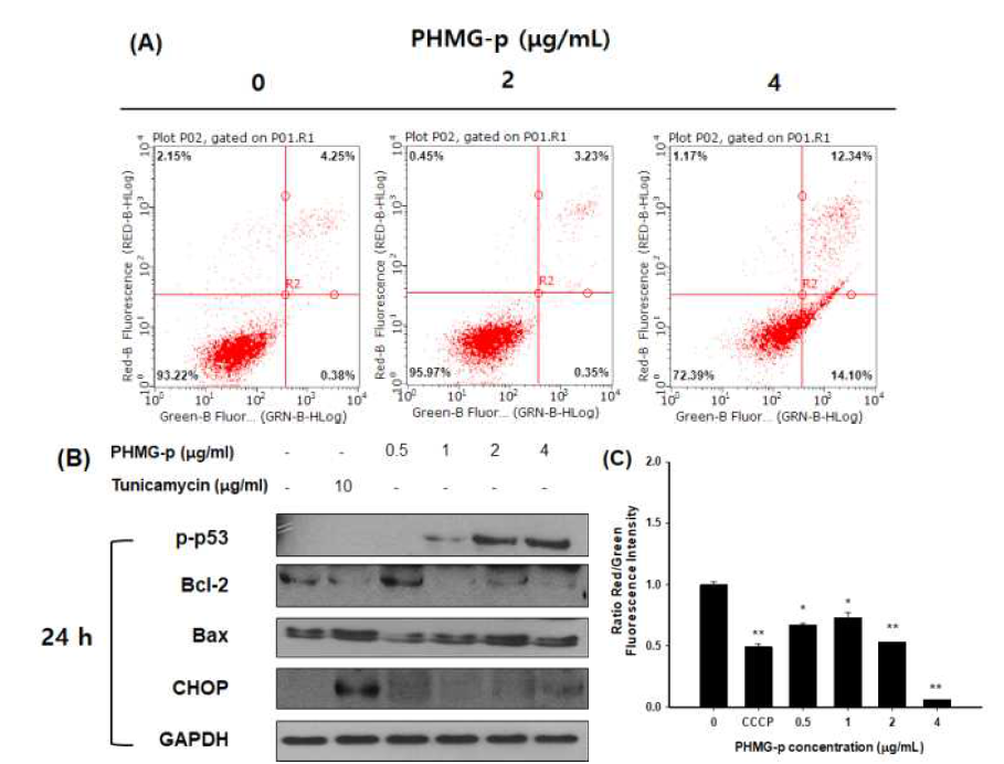 PHMG-p 24시간 노출에 의한 세포사멸 영향