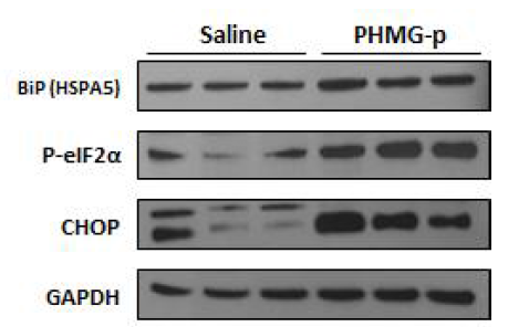 PHMG-p 기도점적투여 마우스에서의 소포체 스트레스 영향