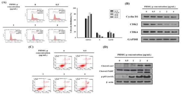 세포주기(A, B) 및 세포사멸(C, D)에 대한 PHMG-p의 영향