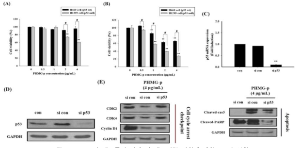 PHMG-p의 세포주기 억제 및 세포사멸 영향에 대한 p53의 역할