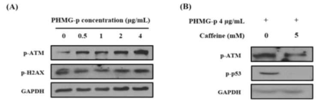 PHMG-p에 의한 DNA 손상 및 p53에 대한 영향