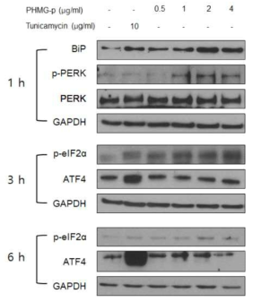 PHMG-p에 의한 소포체 스트레스 영향 확인