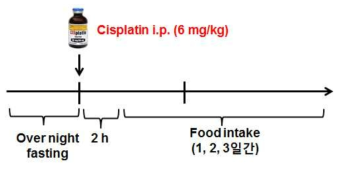 Cisplatin 유발성 식욕부진 동물실험 스케쥴
