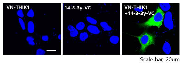 invitro BiFC 실험을 통한 14-3-3γ와 THIK-1의 직접적인 상호작용 확인. VN - N-terminal half of Venus, NC - C-terminal half of Venus