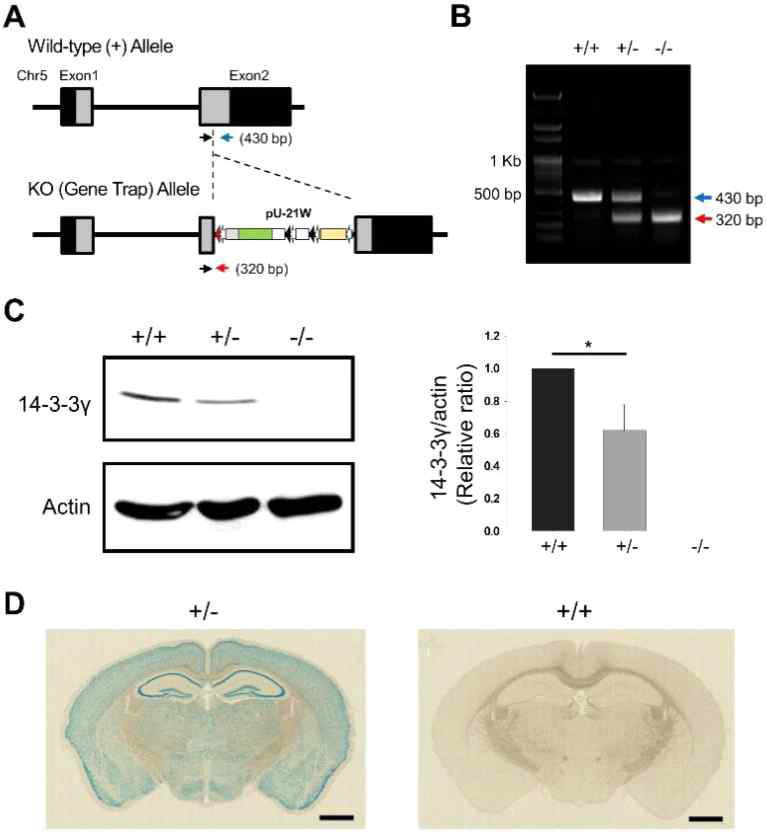 14-3-3γ 결손생쥐의 확인