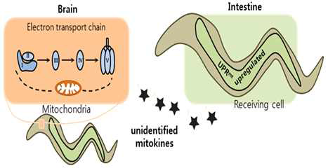 미접힘 단백질 반응(UPRmt) 매개 미토카인의 수명연장 기전 (Cell. 2011)