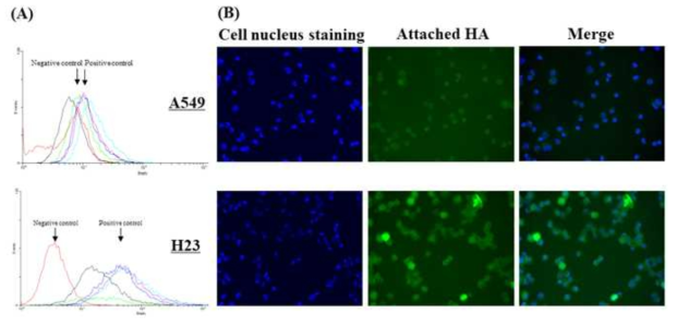 In vitro NSCLC 세포 표적화 연구