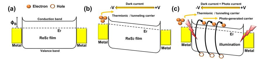 ReS2 광 검출기의 밴드 다이어그램. (a) 평형 상태 (b) 어두운 환경 및 (c) 빛 조사 시에 전압을 주었을 때 결과