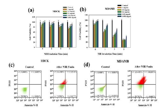 (a) Cytotoxicity Test of ICG-MSN(FNP) in MDAMB-231 and MDCK cells (b). Flow cytometry of cell apoptosis during ICG-MSN(FNP)