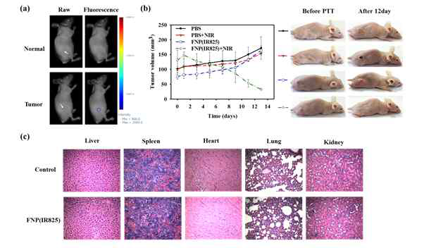 In vivo photothermal therapy with FNP(IR825) nanoparticles