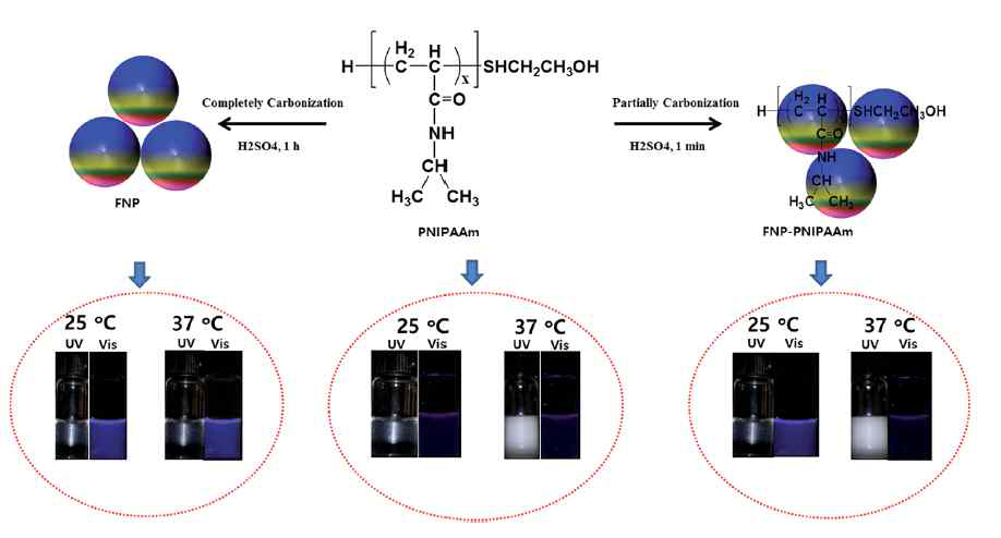 Synthesis routes of prepared FNP and FNP–PNIPAAm as thermoresponsive biosensor