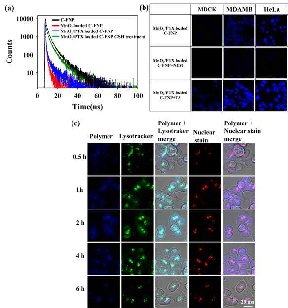 (a) Fluorescence lifetime curve (b) Fluorescence microscopy imaging showing the changes in fluorescence intensities of MDCK, MDAMB-231, and HeLa cells (c) Confocal imaging of MDAMB-231 cells