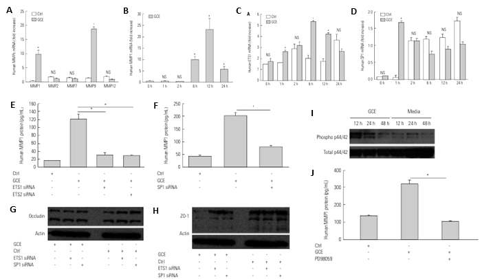 German Cockroach Extract Induces Matrix Metalloproteinase-1 Expression, Leading to Tight Junction Disruption in Human Airway Epithelial Cells