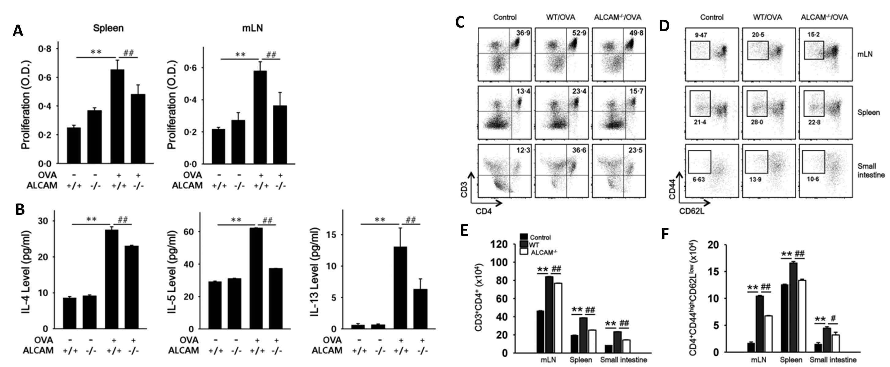 ALCAM이 T 세포 증식 및 활성화에 미치는 영향