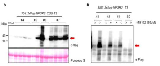 MPSR2, MPSR3 유전자의 과다발현 형질전환체 제작 및 표현형 분석 A. MPSR2 유전자 과다발현 식물체 immuno-blot 분석 결과 B. MPSR3 유전자 과다발현 식물체 immuno-blot 분석 결과