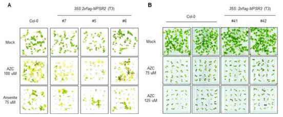 MPSR2, MPSR3 유전자의 과다발현 형질전환체 제작 및 표현형 분석 C. MPSR2 과다발현 식물체의 단백질 이상스트레스 표현형 분석 D. MPSR3 과다발현 식물체의 단백질 이상스트레스 표현형 분석