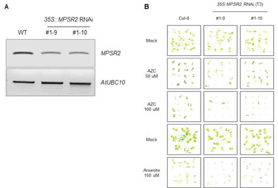 MPSR2 유전자 기능저하 식물체의 제작과 표현형 분석 A. MPSR2 유전자 기능저하 식물체 제작 B. MPSR2 유전자 기능저하 식물체의 단백질 이상스트레스 표현형 분석