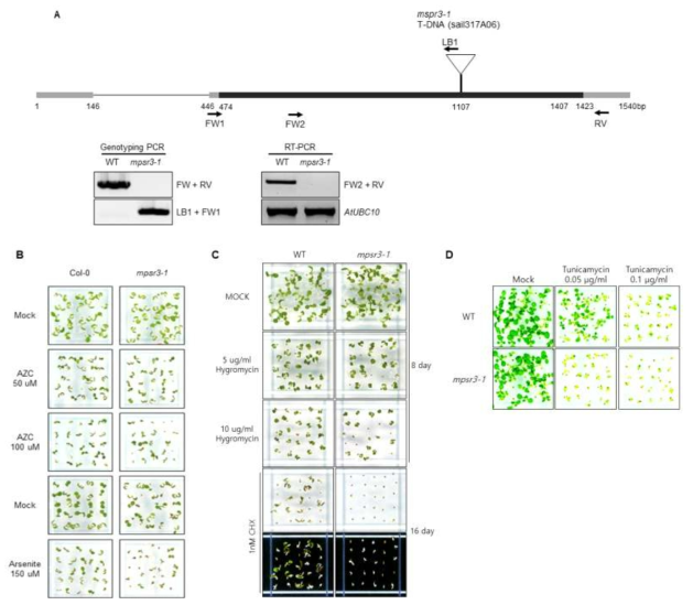 MPSR3 유전자 기능저하 식물체의 제작과 표현형 분석 A. MPSR3 유전자 기능저하 식물체 제작 B. MPSR3 유전자 기능저하 식물체의 단백질 이상스트레스 표현형 분석