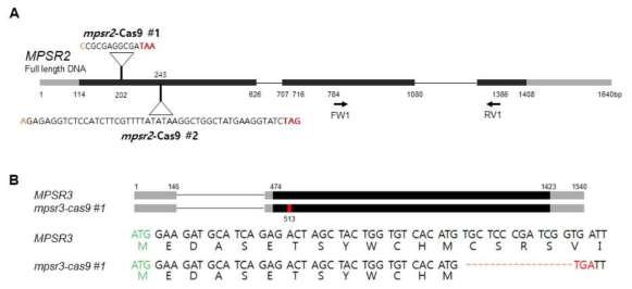 MPSR2, MPSR3 유전자의 CRISPR/Cas9 기능상실 식물체 제작 A. MPSR2 유전자의 CRISPR-Cas9 기능상실 식물체 제작 개요 B. MPSR3 유전자의 CRISPR-Cas9 기능상실 식물체 제작 개요