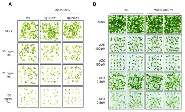 MPSR2, MPSR3 유전자의 CRISPR/Cas9 기능상실 식물체 표현형 분석 A. MPSR2 유전자의 CRISPR-Cas9 기능상실 식물체의 소포체 특이적 단백질 이상스트레스 표현형 분석 B. MPSR3 유전자의 CRISPR-Cas9 기능상실 식물체의 단백질 이상스트레스 표현형 분석