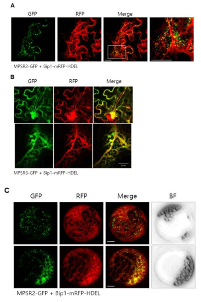 MPSR2, MPSR3 유전자의 세포학적 및 분자생물학적 분석-I A. MPSR2 단백질의 담배 엽육 세포내 위치. RFP는 소포체 마커를 나타냄 B. MPSR3 단백질의 담배 엽육 세포내 위치. RFP는 소포체 마커를 나타냄 C. MPSR2 단백질의 애기장대 원형질체에서의 발현 패턴. RFP는 소포체 마커를 나타냄