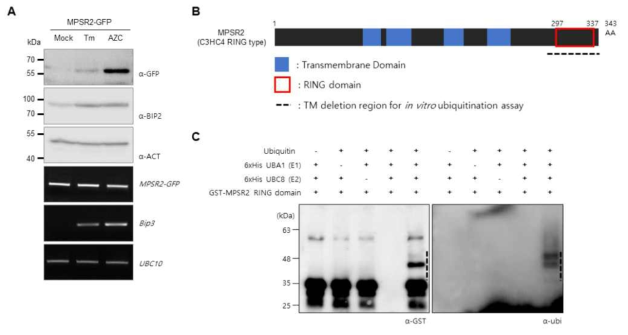 MPSR2, 유전자의 세포학적 및 분자생물학적 분석-II D. MPSR2의 단백질 이상스트레스 상황에서 세포내 축적 현상 E. MPSR2 단백질 구조도. In vitro 자가유비퀴티네이션 실험을 위해 정제한 부위는 점선으로 표시되어 있음 F. MPSR2 단백질의 in vitro 자가유비퀴티네이션 실험 결과