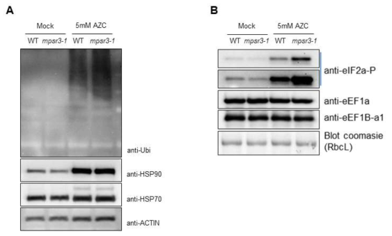 MPSR3 유전자의 세포학적 및 분자생물학적 분석-II G. MPSR3 유전자 기능상실 식물체와 야생종 애기장대의 단백질 이상스트레스 유래 이상접힘 단백질의 세포내 축적양 비교 H. 단백질 이상스트레스 조건에서 단백질 합성 개시 인자인 eIF2a의 인산화된 단백질 양 비교
