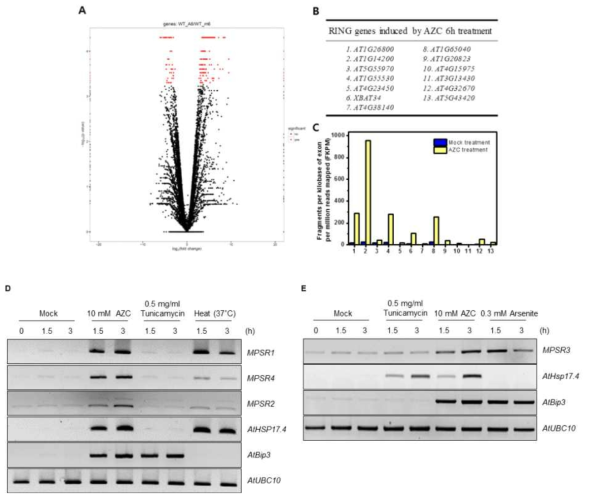 모델식물인 애기장대에서 단백질 이상스트레스에 대한 유전자 반응 지도 구축 A. 야생종 애기장대에서 AZC 처리 이후 발현이 변화하는 유전자의 volcano plot B. AZC 처리에 의해 유의미하게 (q-value <0 .05) 발현이 변화하는 13종의 RING E3 ligase C. 13종 RING E3 ligase 유전자의 발현 변화 그래프 D. MPSR1, MPSR2, MPSR4 유전자의 RT-PCR 분석 E. MPSR3 유전자의 RT-PCR 분석