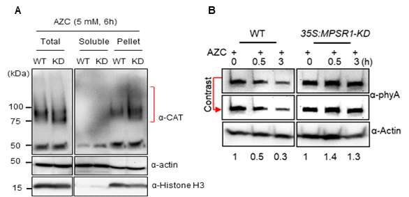 MPSR1 유전자의 세포학적 및 분자생물학적 분석-I A. 야생종(WT)과 MPSR1 기능저하 형질전환 식물체 (35S:MPSR1-RNAi knock-down; KD)에서 AZC 처리 후 catalase 효소 단백질 축적 비교 B. 야생종(WT)과 MPSR1 기능저하 형질전환 식물체 (35S:MPSR1-RNAi-KD)에서 AZC 처리 후 phytochrome A 단백질 축적 비교