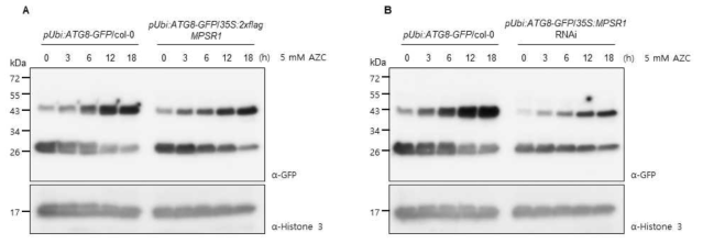MPSR1 유전자의 세포학적 및 분자생물학적 분석-II A. 야생종과 MPSR1 과다발현체의 단백질 이상스트레스 조건 하에서 autophagy 활성 변화 측정 실험 결과 B. 야생종과 MPSR1 기능저하 식물체 (RNAi knock-down)의 단백질 이상스트레스 조건 하에서 autophagy 활성 변화 측정 실험 결과