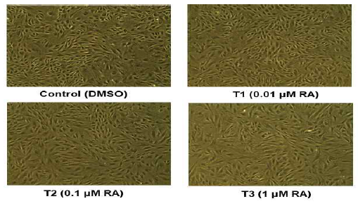 Growth condition and morphology confirm of CD34+, CD45-, CD31- sorted SV cells (by FACs) treated with all-trans RA during growth. SV cells were treated with control: DMSO, T1: 0.01 uM RA, T2 0.1 uM RA, T3: 1 uM RA during the growth stage