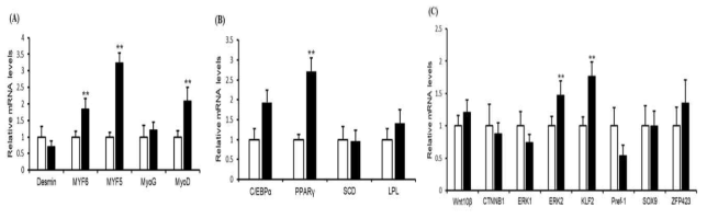 Gene expression study in offspring of VA-treated pregnant cattle. qPCR validation of 18 genes in longissimus dorsi muscles of 31-day-old calves. The qPCR values are shown as the fold change in expression after normalization to the control genes 18S rRNA, GAPDH and RPLP0. □ control group (n = 4), ■ treatment group (n = 4). Data are presented as the means ± standard error. The full names of the genes are desmin, myogenic factor 5, mMyogenic factor 6, myogenin, myoblast determination protein, stearoyl-CoA desaturase, CCAAT/enhancer-binding protein alpha, lipoprotein lipase, peroxisome proliferator-activated receptor gamma, fatty acid-binding protein 4, Wnt family member 10B, beta-catenin, extracellular signal-regulated kinase 1/2, Krüppel-like factor 2, preadipocyte factor-1, SOX9, and zinc finger protein 423. ** p<0.01; n = 4