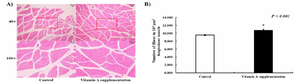 Muscle fiber number of calves were calculated due to vitamin A treatment. Values (mean ± SEM) with asterisk (*) differ significantly when compared to control group (p < 0.05). A) H&E stained longissimus muscle at two months old (scale bar = 100 μm). B) Fiber number of longissimus muscle in 104μm2