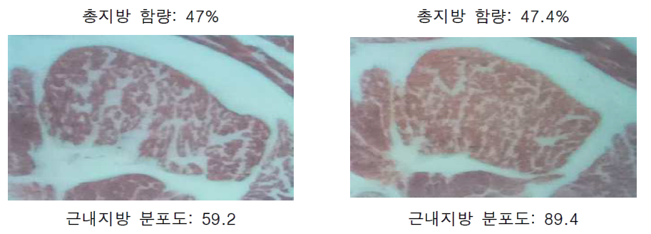 등심조직 내 근내지방 분포도에 따른 형상