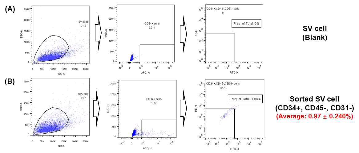 Flow cytometry sorting result of SV cells (CD34+, CD45-, CD31-) derived from muscle of Korean native steers