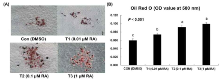 Representative photographs showing Oil-red O stained 14 days differentiated Stromal vascular (SV) cells that were treated with different levels of all-trans retinoic acid (RA) treatment during the growth stage. Values (mean ± SEM) in different letters (a,b,c) differ significantly (p < 0.05). SV cells were treated with control: DMSO, T1: 0.01 uM RA, T2 0.1 uM RA, T3: 1 uM RA during the growth stage. (A) Adipocyte was treated by the Oil-Red O staining, and the lipid droplet was showed in red color. The pictured was taken under microscope, and the magnification x 100 photomicrographs of SV cell derived adipocytes at 14 days after differentiation. (B) After Oil-Red O staining, the adipogenesis level in SV cell was measured by Optical Density (OD) value with 500 nm filter