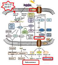 종양-면역 미세환경이 종양발생과 예후에 미치는 영향의 schematic figure 와 분석 도표