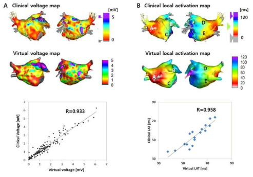 전압지도와 국소활동시간 상관관계를 임상 및 가상 심방모델에서 분석한 결과. 임상 및 가상심방모델 사이에 높은 상관관계를 보임