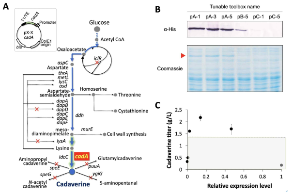 유전자 발현 조절 시스템을 이용한 카다베린 생산 균주에의 적용예. (A) 대장균에서의 카다베 린 생합성 경로 및 CadA 단백질 발현 조절을 위해 제작된 플라스미드. 파란색 화살표는 카다베린 생 산을 위한 주요 생합성 경로를 나타낸다. 강조된 파란색 화살표는 효소 유전자의 과발현에 의한 flux 증가를 나타낸다. 점선은 피드백 억제를 나타낸다. 빨간색 ´X´표시는 Knock-out되었거나 feedback inhibition이 해제된 유전자를 나타낸다. (B) 6개의 카세트 (pA-1, pA-3, pA-5, pB-5, pC-1, pC-5 (강한 순서에서 약한 상대 발현 수준 순서로))는 카다베린 생산량을 최적화하는 데 사용되었다. 이들의 발현 수준은 western-blot 으로 확인하였다. 카세트를 사용한 (C) 카다베린 생산량 그래프 (중복 실험의 평균 ± SD). 점선으로 표시된 회색선은 기본균주 (XQ56cadA)의 카다베린 생산량인 1.4 g/L 을 나타낸다