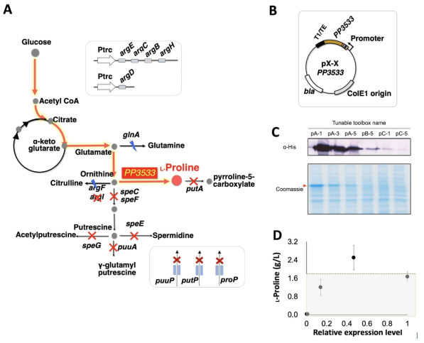 유전자 발현 조절 시스템을 이용한 프롤린 생산 균주에의 적용예. (A) 대장균에서의 프롤린 생합성대사 경로 및 프롤린을 대량 생산하기 위해 적용된 대사 공학적 전략. 프롤린 생합성 경로는 해당 작용, partial TCA cycle 및 오르니틴에서 프롤린으로의 단일 단계 전환으로 구성되어 있다. 주요 생합성 경로는 빨간색 화살표로 표시하였다. 빨간색 ´X´표시는 유전자가 knock-out되었음을 나타낸다. 파란색 번개 표시는 합성 조절 sRNA를 사용하여 유전자가 knock-down되었음을 나타낸다. (B) Ornithine cyclodeaminase 발현 조절에 사용된 플라스미드. pp3533은 P. putida에서 유래한 이종유전자 이다. PP3533 발현 조절은 6개의 발현 카세트 (pA-1, pA-3, pA-5, pB-5, pC-1, pC-5)를 사용하였다. (C) 이들의 발현은 western-blot 으로 확인하였다. (D) 발현 카세트를 형질 전환시킨 6개의 균주로부터 생산된 프롤린의 양 (중복 실험으로부터의 평균값 ± SD). 회색 점선은 기본 균주 (2.02 g/L) 에 의해 생성된 프롤린의 생산량을 나타낸다 (Noh et al., 2017)
