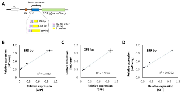 (A) P. putida 에 적용한 3종의 다른 길이의 leader sequence를 갖는 단백질 발현 cassette 및 (B-D) 이를 이용한 2종류의 단백질 (GFP 와 mCherry) 발현 정도