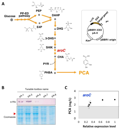 유전자 발현 조절 시스템을 이용한 P. putida 기반 PCA 생산에의 적용예. (A) P. putida에서 PCA 생합성과 관련된 대사 경로 및 PCA을 생산하기 위해 적용되는 대사 공학적 접근법. 주황색 화살표는 PCA 생산을 위한 생합성 경로를 나타낸다. 생산경로에서 빨간색 유전자명은 endogenous target gene을 의미한다. (오른쪽) 각 단백질 발현양을 조절하기 위해 제작된 플라스미드를 나타낸다. 5개의 상이한 발현 카세트 (pA-1, pA-3, pA-5, pA-7, pA-8)를 사용하여 각 유전자들을 다양하게 발현시켰다. (B) 단백질의 발현 수준은 western-blot 의해 확인하였다. (C) 발현 카세트를 형질 전환시킨 5개의 균주로부터 생산된 PCA의 양을 측정하였다 (중복 실험으로부터의 평균값 ± SD). 회색라인은 야생균주 (wild-type)의 생산양을 의미한다
