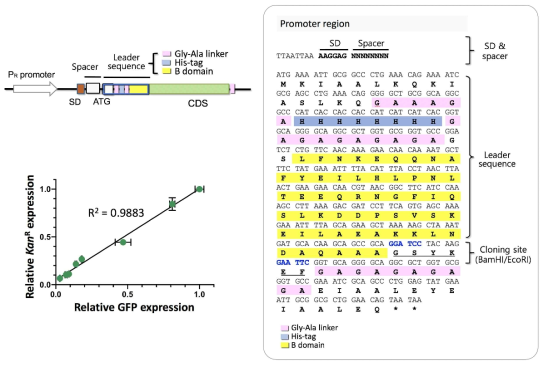 설계된 단백질 발현 cassette (오른쪽 위와 왼쪽) 및 이를 이용한 2종류의 단백질 (GFP 와 KanR) 발현 정도(왼쪽아래)