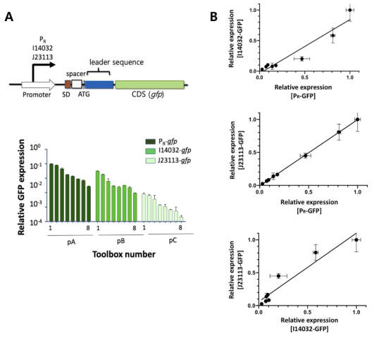 다양한 세기의 프로모터 도입에 따른 유전자 발현 정도 확인. 발현 범위를 확장시키기 위해, 2개의 프로모터 (I14032 및 J23113)를 추가적으로 구축한 시스템에 통합시켰다. 3종의 cassette 는 프로모터 강도에 따라 pA, pB, pC로 각각 명명하였다. (A) 24종류의 발현 조절 cassette 및 이에 따른 gfp 발현 정도 (B) 24종류의 발현 조절 cassette 에 적용한 2종류의 단백질 (GFP, KanR) 의 발현 정도의 상호 비교