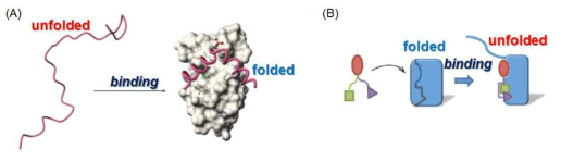단백질 결합이 폴딩 및 언폴딩을 유발하는 개념도. (A) 스스로 구조를 가지지 않는 단백질이 상대방과 결합하며 폴딩되는 coupled folding and binding 모식도, (B) 삼차원 구조를 가진 단백질이 상대방과 결합하며 언폴딩되며 결합하는 coupled unfolding and binding 모식도