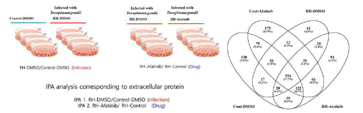 Afatinib 처리와 톡소포자충 감염과의 상호 연관성을 도출하기 위한 proteomics 시료 준비 및 MS 분석을 통해 확인된 단백질 숫자