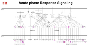 Acute phase response signaling (감염: RH-DMSO/Control-DMSO)